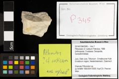 Foto (Objekt + Etiketten) von Pithonoton cf. rusticum (Patrulius, 1966) 